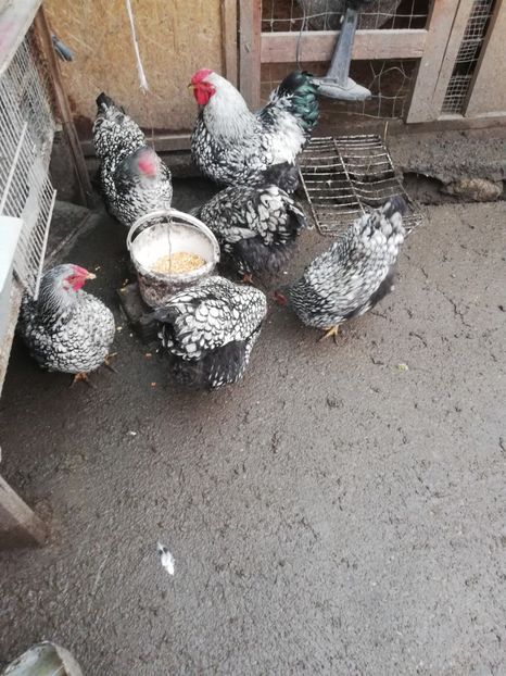  - Plymouth rock barat și Wiandotte