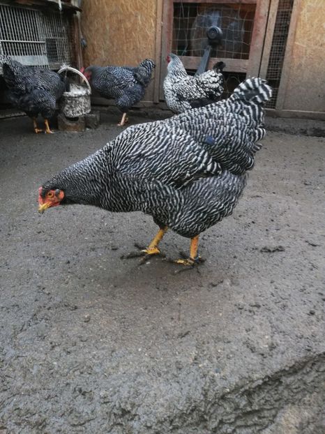  - Plymouth rock barat și Wiandotte