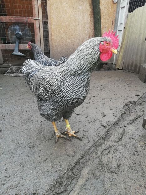  - Plymouth rock barat și Wiandotte