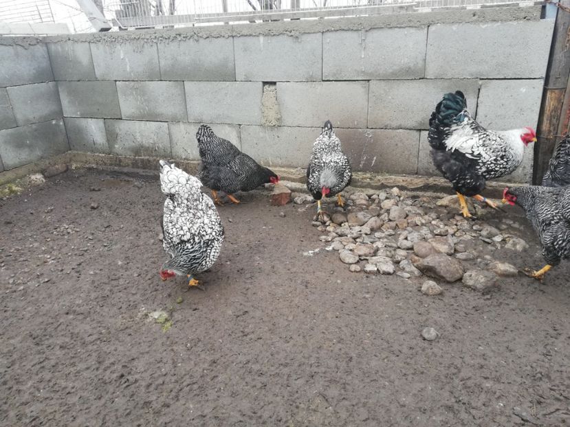  - Plymouth rock barat și Wiandotte