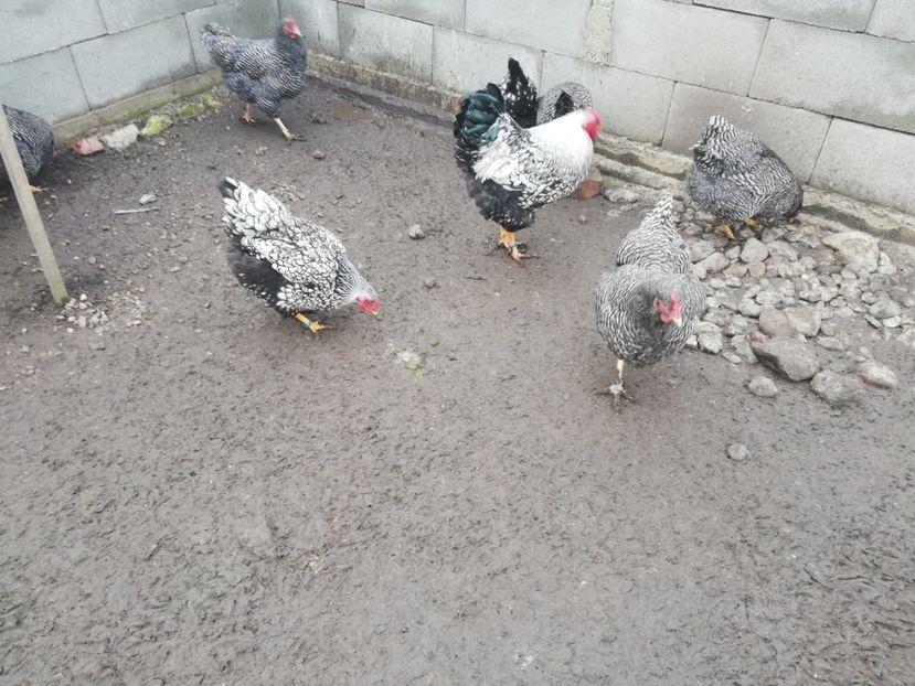  - Plymouth rock barat și Wiandotte