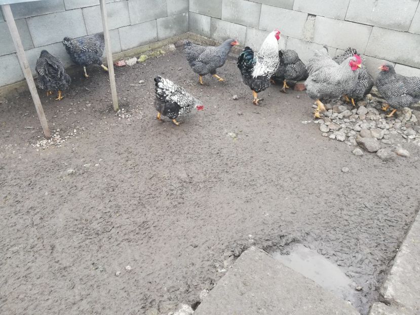  - Plymouth rock barat și Wiandotte