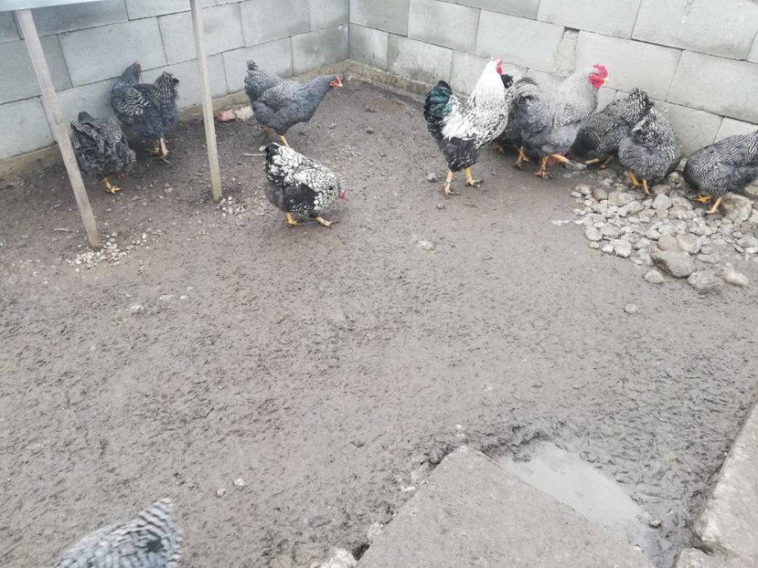  - Plymouth rock barat și Wiandotte