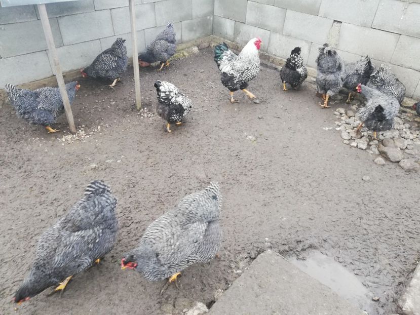  - Plymouth rock barat și Wiandotte