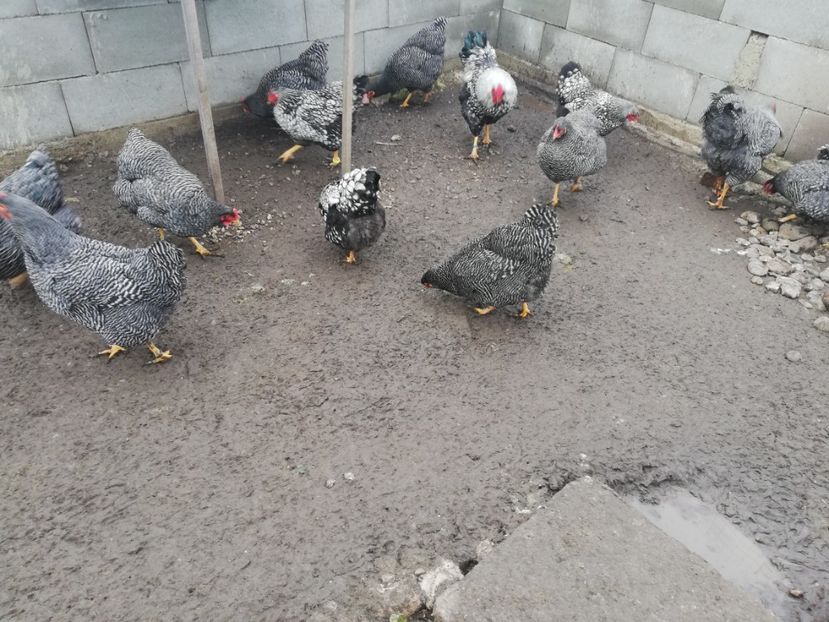  - Plymouth rock barat și Wiandotte