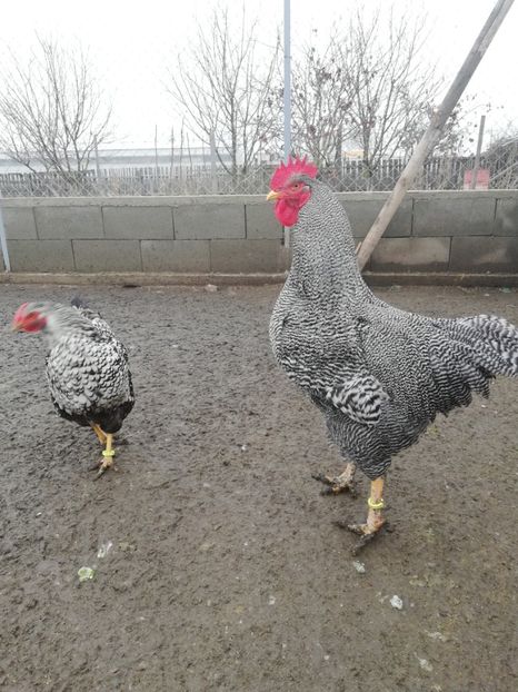  - Plymouth rock barat și Wiandotte