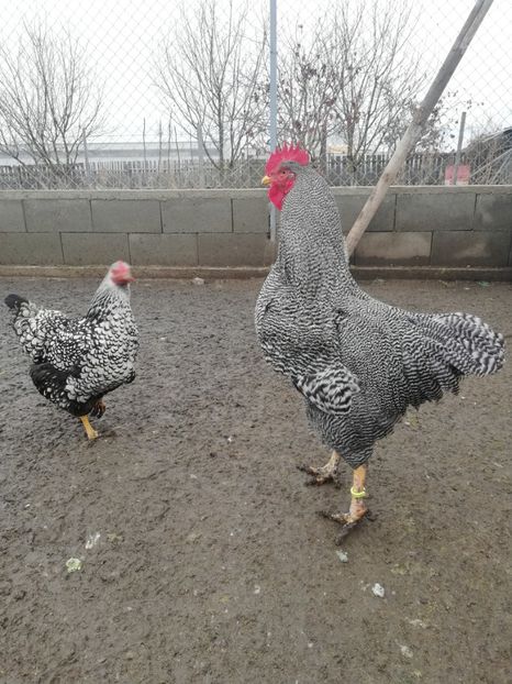  - Plymouth rock barat și Wiandotte