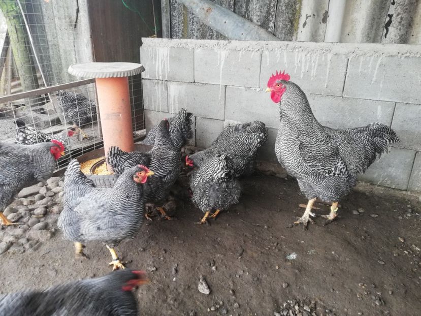  - Plymouth rock barat și Wiandotte