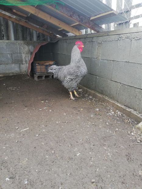  - Plymouth rock barat și Wiandotte