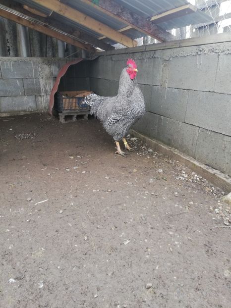  - Plymouth rock barat și Wiandotte