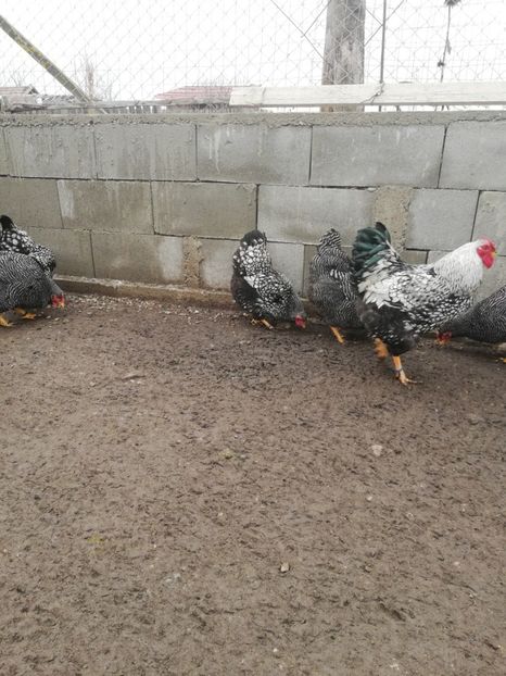  - Plymouth rock barat și Wiandotte