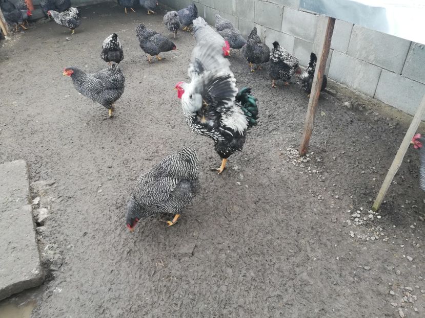  - Plymouth rock barat și Wiandotte