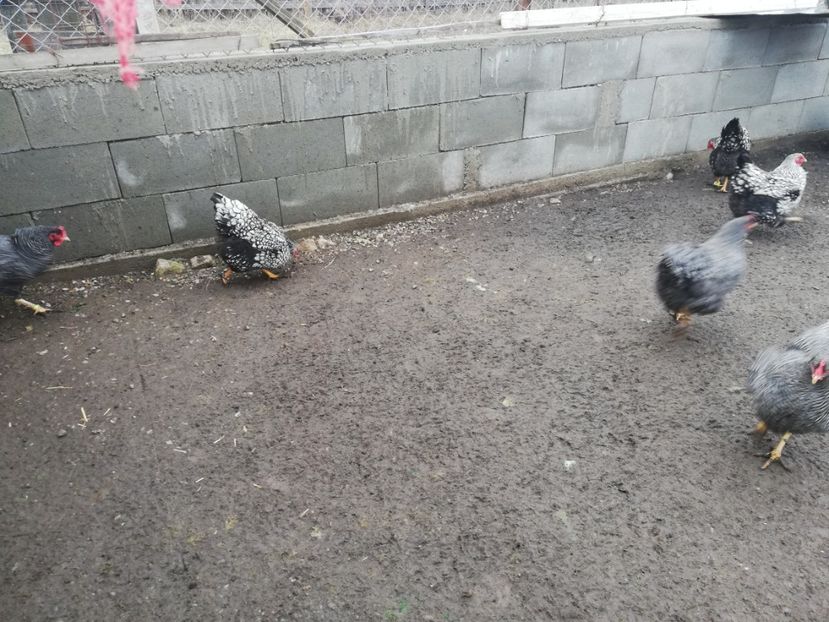  - Plymouth rock barat și Wiandotte