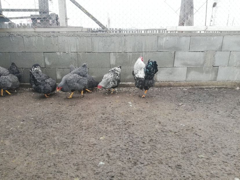  - Plymouth rock barat și Wiandotte