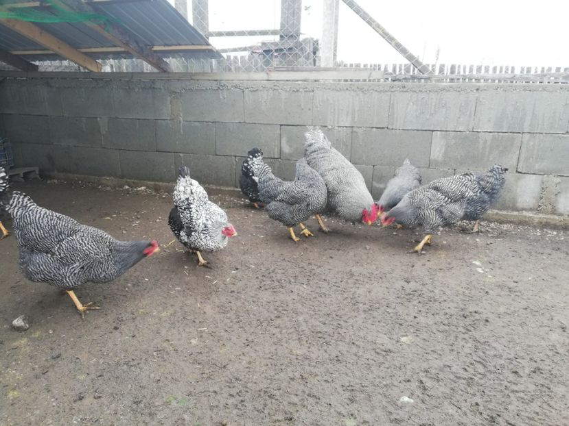  - Plymouth rock barat și Wiandotte