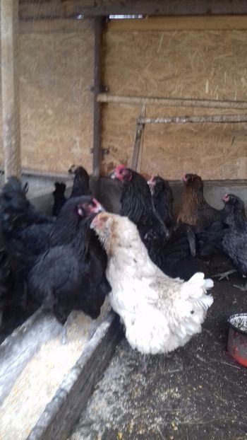  - Ameraucana