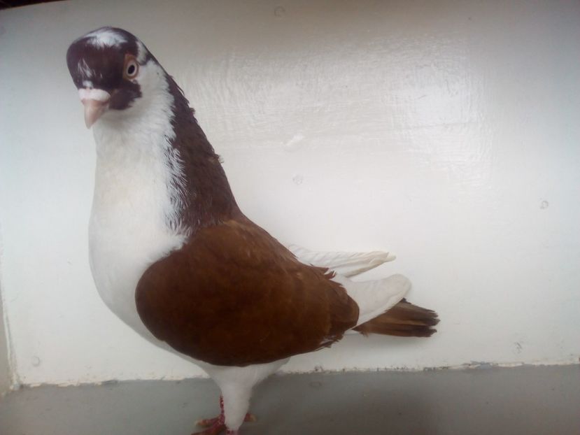  - PORUMBEI CARE MI AU APARTINUT