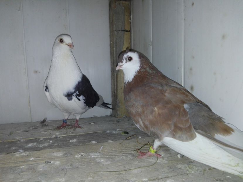 Pereche - 14 Rolleri de Birmingham