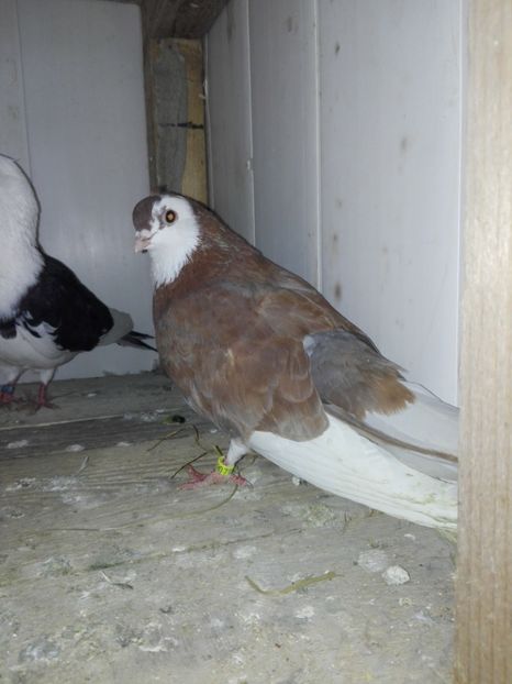 Fem 2017(rosu) - 14 Rolleri de Birmingham