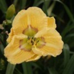 etched_eyes-13 - Hemerocallis 2019-achizitii