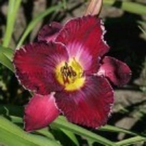 viking_magic-15 - Hemerocallis 2019-achizitii