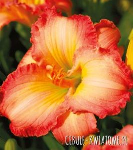 frosted vintage ruffle-9,69zt - Hemerocallis 2019-achizitii