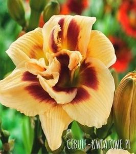 roswitha-9,56zt - Hemerocallis 2019-achizitii