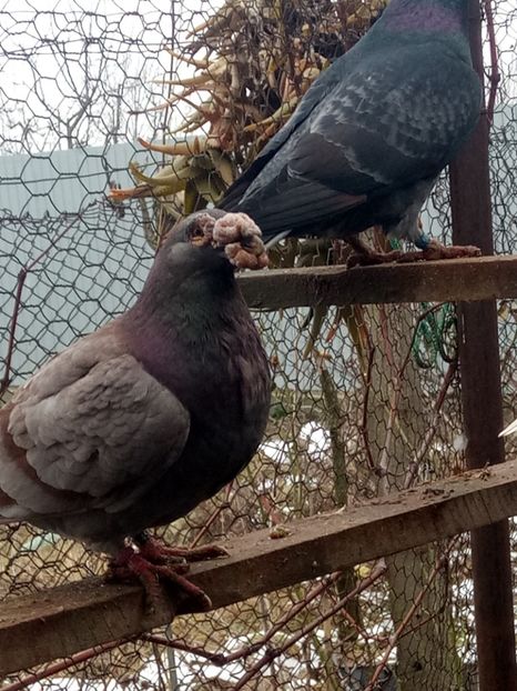  - porumbei dragon pentru 2019