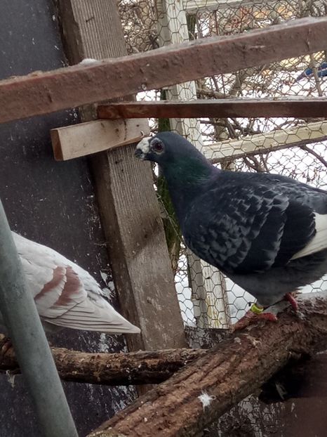  - porumbei dragon pentru 2019