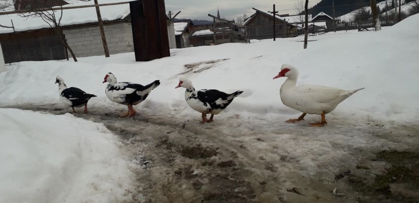 20190202_162820(0) - 02 - Matca pentru 2019