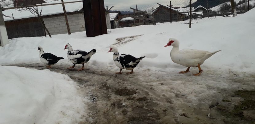 20190202_162820(1) - 02 - Matca pentru 2019