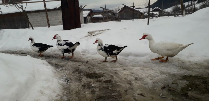  - 02 - Matca pentru 2019