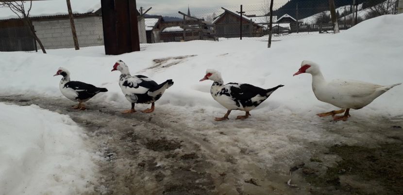  - 02 - Matca pentru 2019