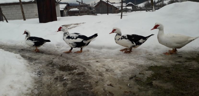  - 02 - Matca pentru 2019