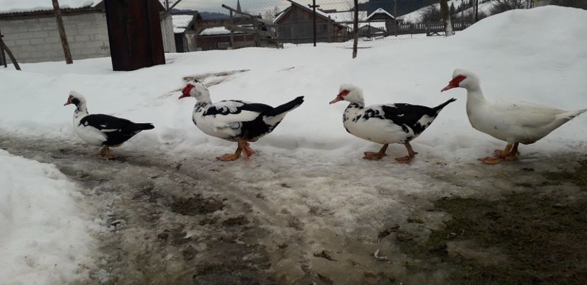  - 02 - Matca pentru 2019