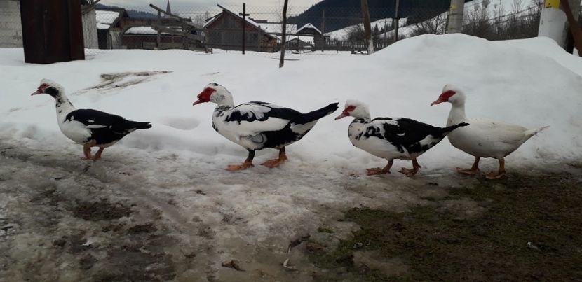  - 02 - Matca pentru 2019