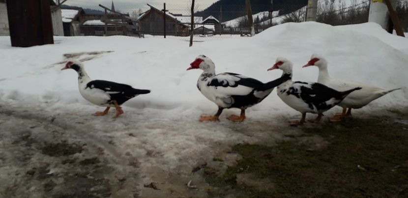  - 02 - Matca pentru 2019