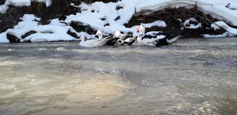  - 02 - Matca pentru 2019