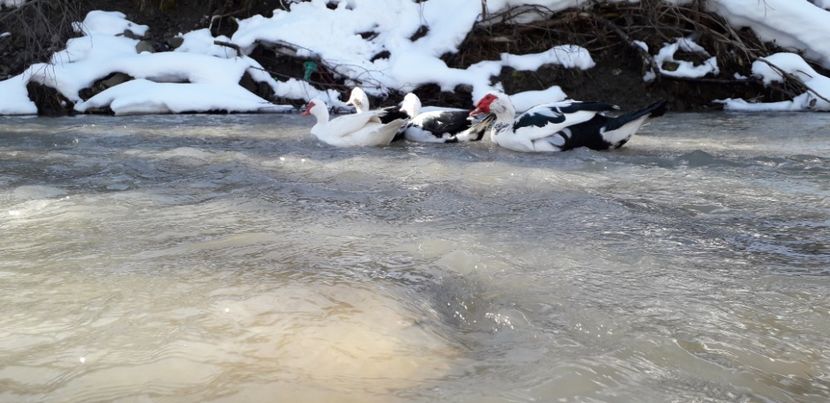  - 02 - Matca pentru 2019