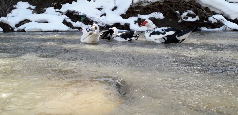  - 02 - Matca pentru 2019