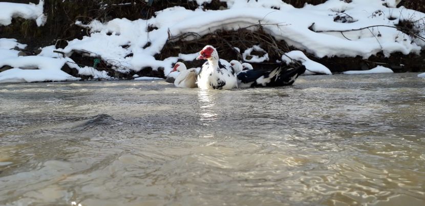  - 02 - Matca pentru 2019