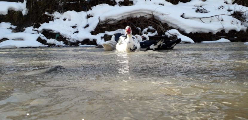  - 02 - Matca pentru 2019