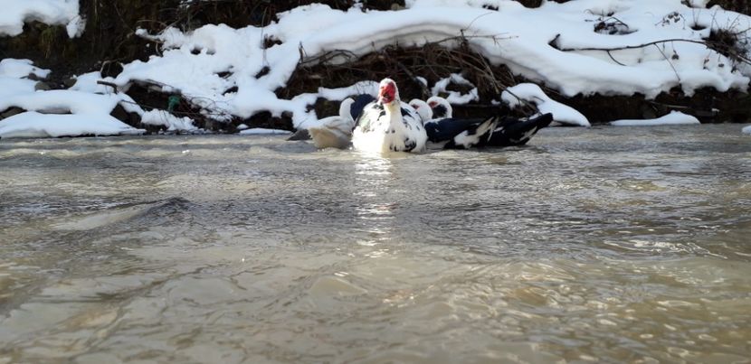  - 02 - Matca pentru 2019