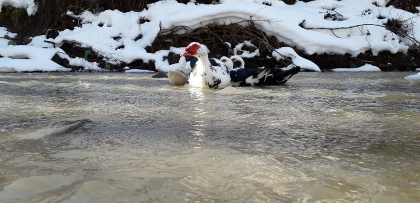 20190201_131001(0) - 02 - Matca pentru 2019