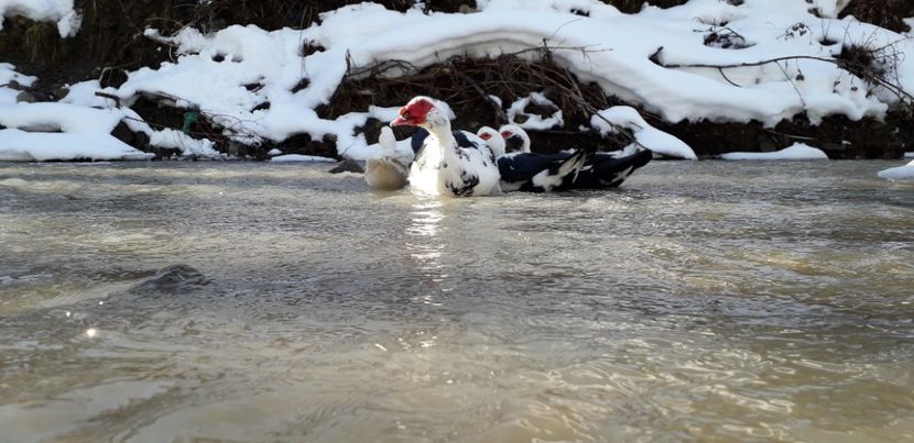  - 02 - Matca pentru 2019