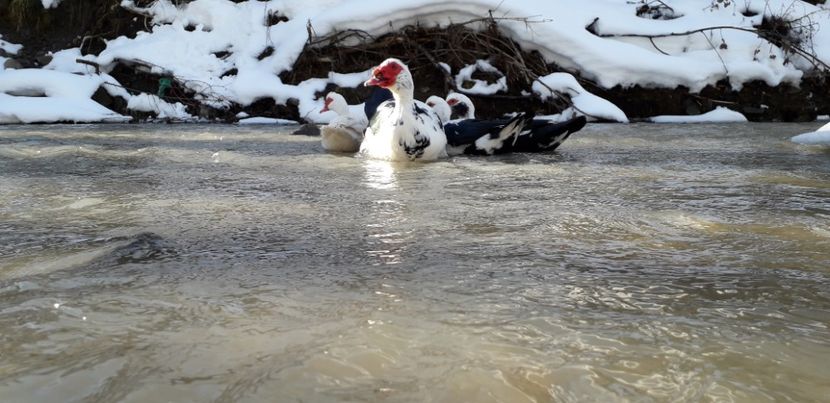  - 02 - Matca pentru 2019