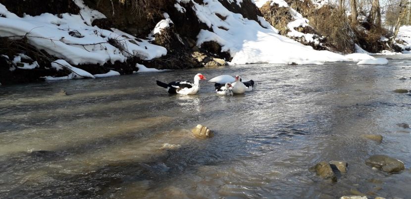  - 02 - Matca pentru 2019