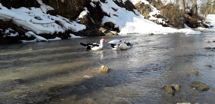  - 02 - Matca pentru 2019