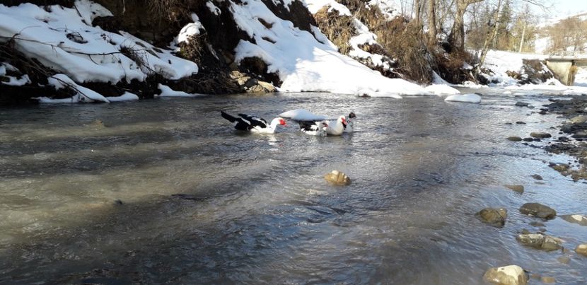  - 02 - Matca pentru 2019