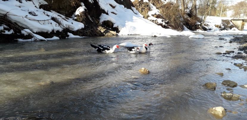  - 02 - Matca pentru 2019